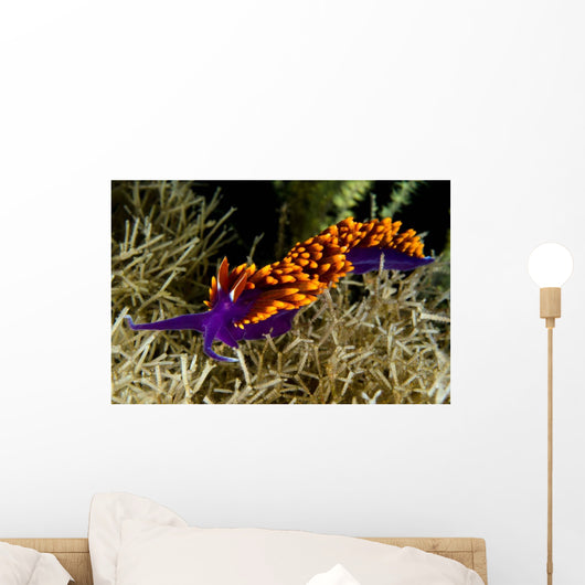 Spanish Shawl Flabellina Iodinea Wall Decal Design 2