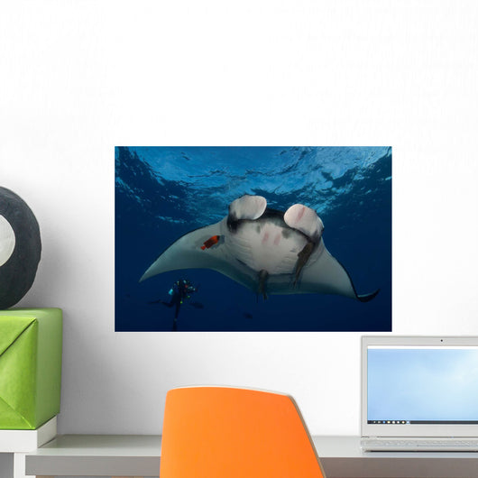 Giant Manta Ray Manta Wall Decal Design 1