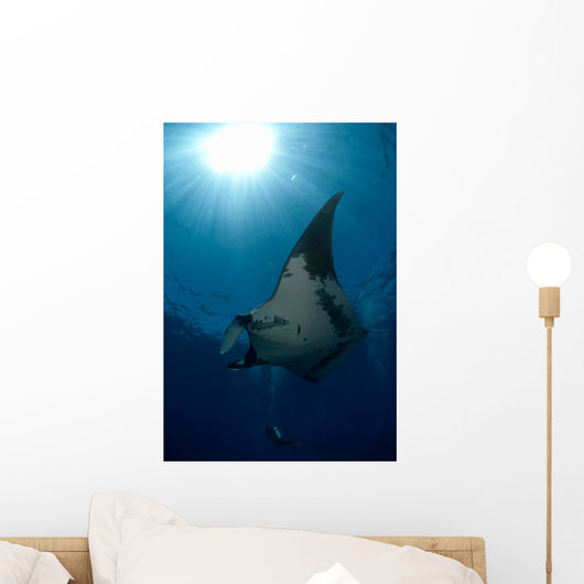 Giant Manta Ray and Wall Decal Design 2