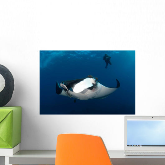 Giant Manta Ray and Wall Decal Design 1
