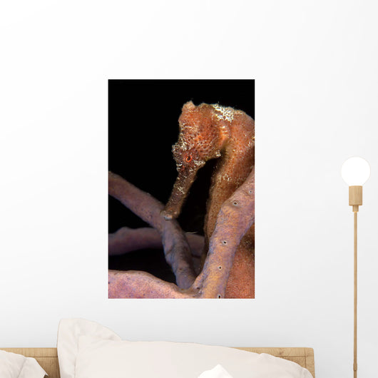 Longsnout Seahorse Hippocampus Reidi Wall Decal Design 2