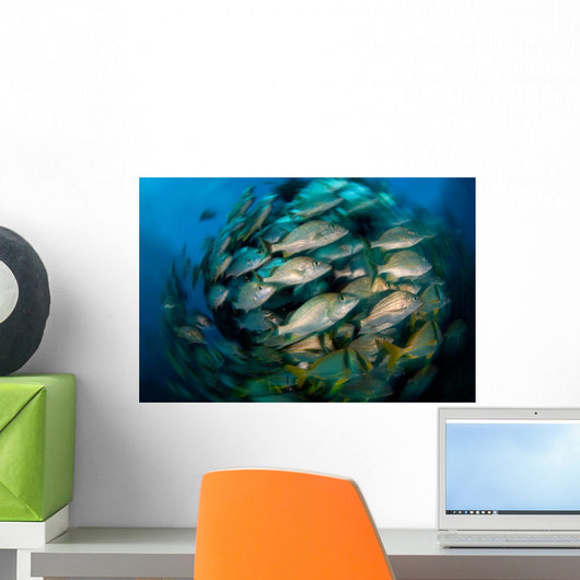 Schooling Porkfish White Margate Wall Decal Design 1
