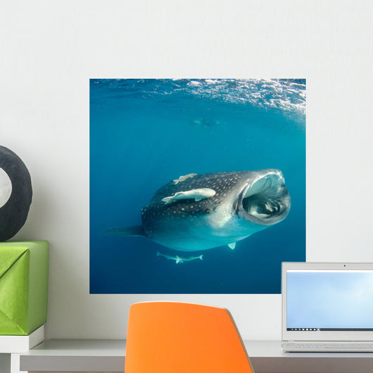 Whale Shark Feeding Plankton Wall Decal Design 7