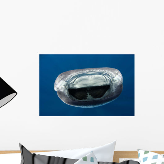 Whale Shark Feeding Plankton Wall Decal Design 6
