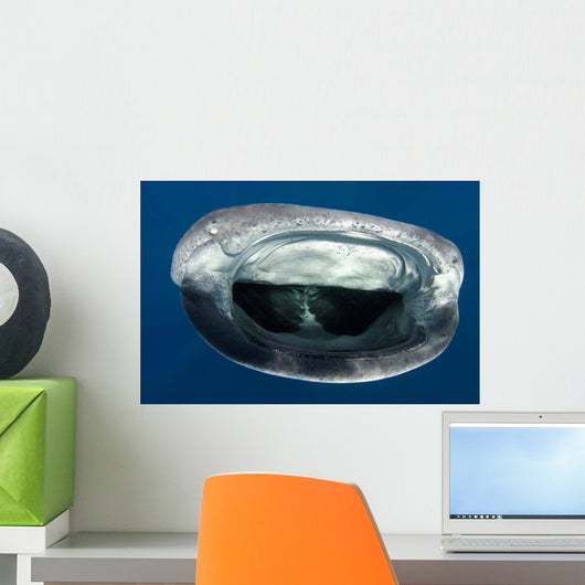 Whale Shark Feeding Plankton Wall Decal Design 5