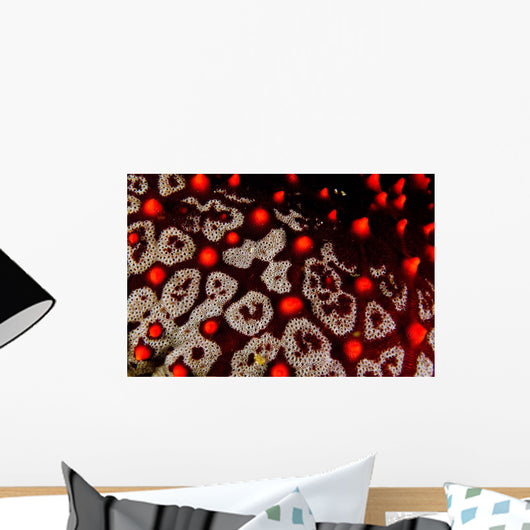 Sea Star Pentaceraster Cumingi Wall Decal