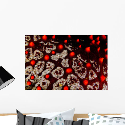 Sea Star Pentaceraster Cumingi Wall Decal