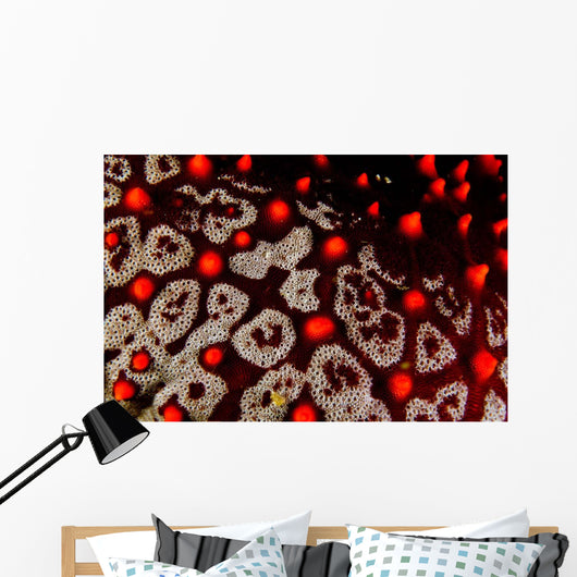 Sea Star Pentaceraster Cumingi Wall Decal