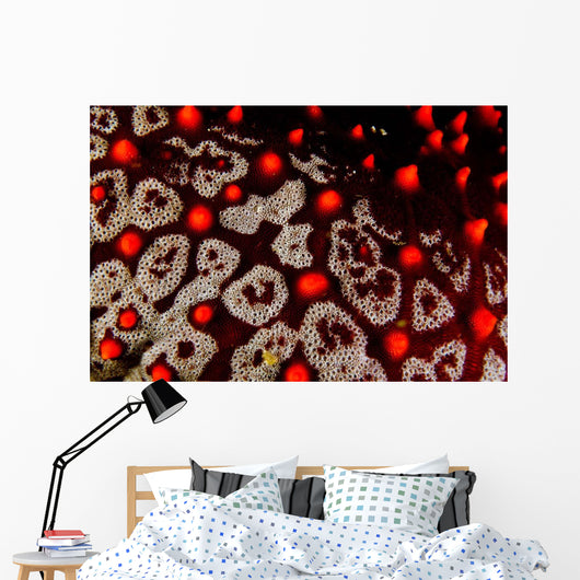 Sea Star Pentaceraster Cumingi Wall Decal