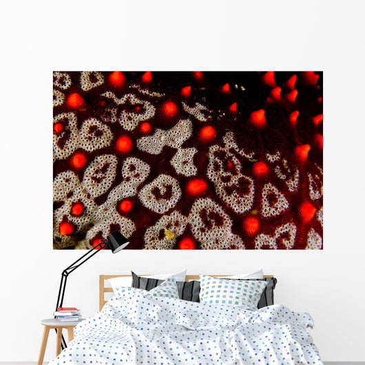 Sea Star Pentaceraster Cumingi Wall Decal
