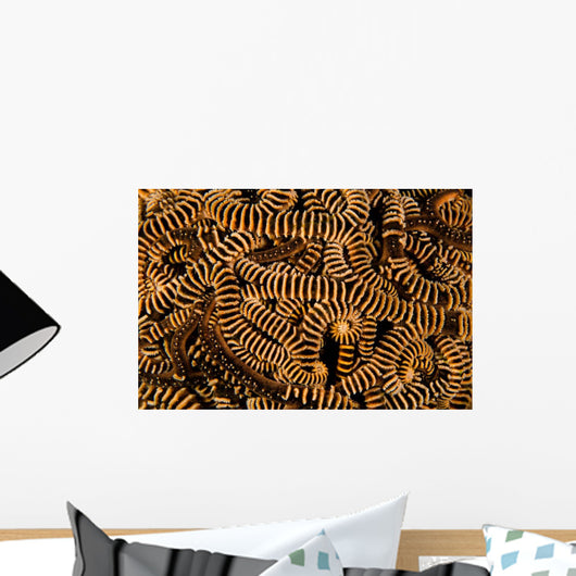 Basket Stars Retract Their Wall Decal Design 2