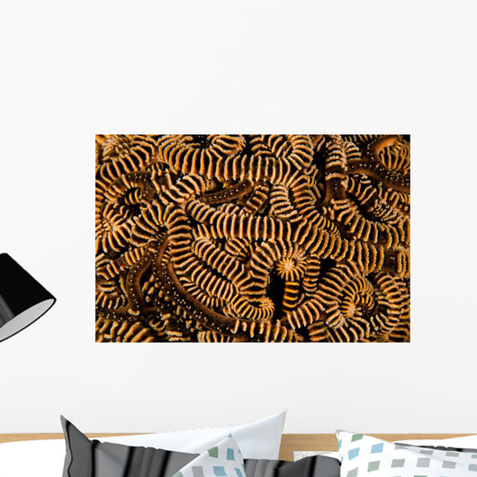 Basket Stars Retract Their Wall Decal Design 2