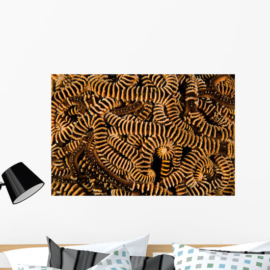 Basket Stars Retract Their Wall Decal Design 2