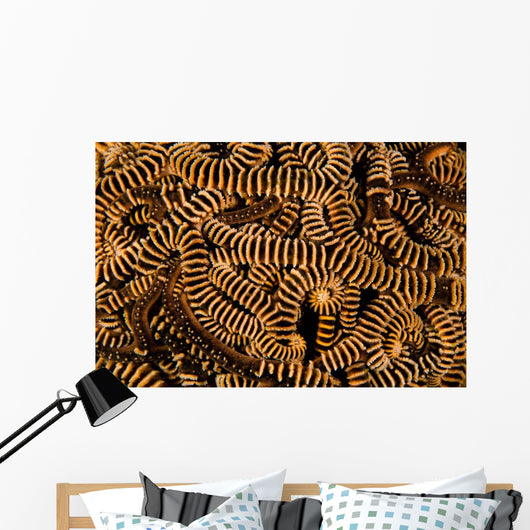 Basket Stars Retract Their Wall Decal Design 2