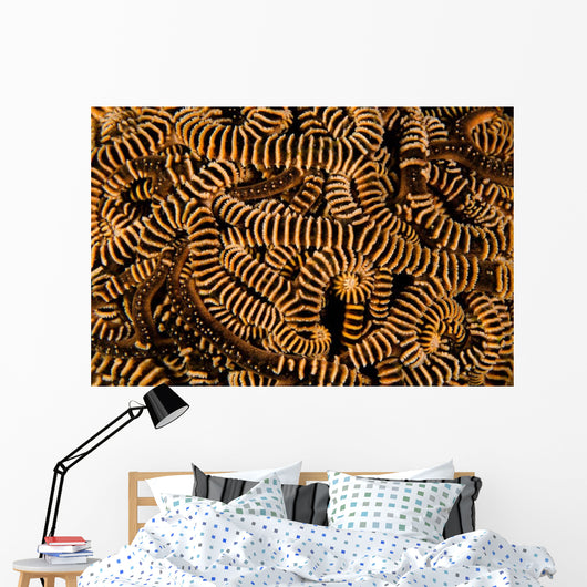 Basket Stars Retract Their Wall Decal Design 2