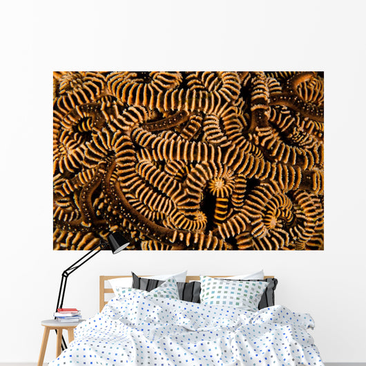 Basket Stars Retract Their Wall Decal Design 2