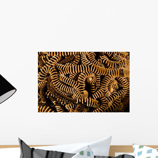 Basket Stars Retract Their Wall Decal Design 1