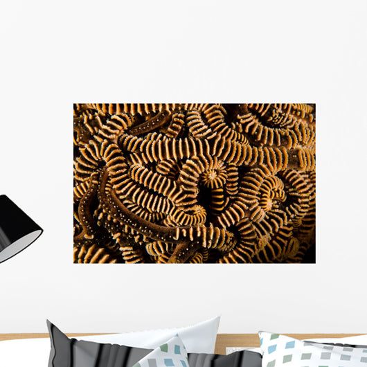 Basket Stars Retract Their Wall Decal Design 1