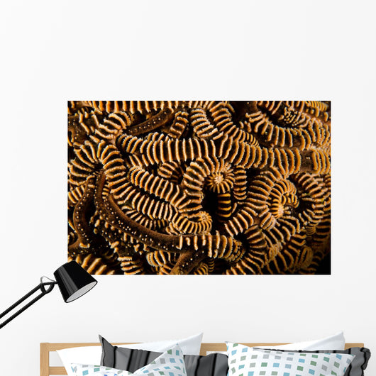 Basket Stars Retract Their Wall Decal Design 1