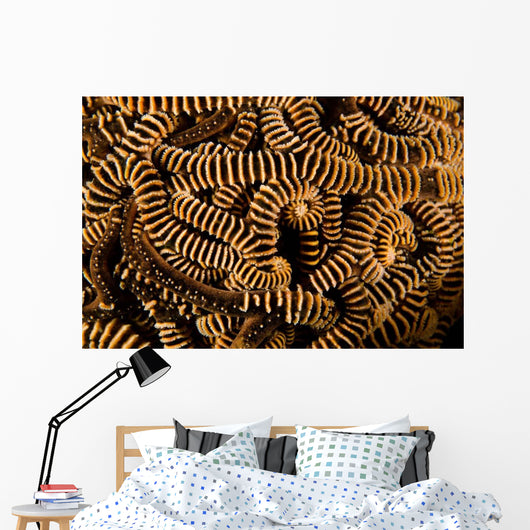 Basket Stars Retract Their Wall Decal Design 1