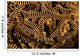 Basket Stars Retract Their Wall Decal Design 1