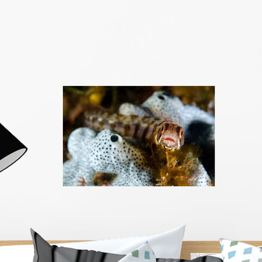Browncheek Blenny Acanthemblemaria Crockeri Wall Decal