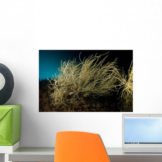 Black Coral Tree Antipathes Wall Decal
