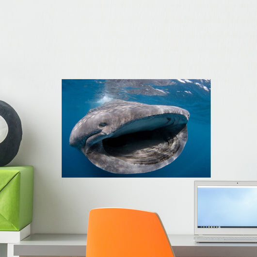Whale Shark Feeding Plankton Wall Decal Design 4