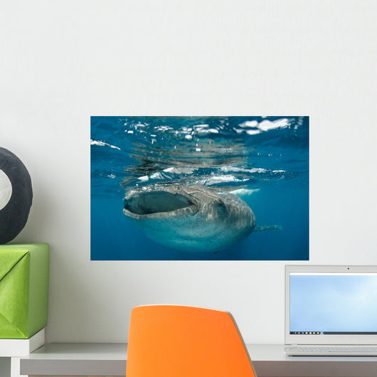 Whale Shark Feeding Plankton Wall Decal Design 2