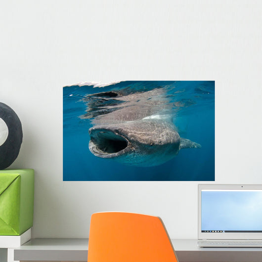 Whale Shark Feeding Plankton Wall Decal Design 1
