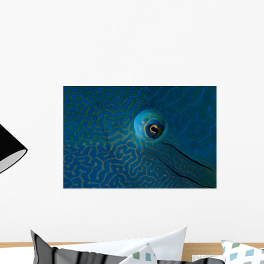 Eye Detail Napoleon Wrasse Wall Decal