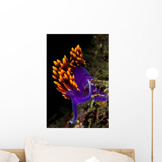 Spanish Shawl Flabellina Iodinea Wall Decal Design 1