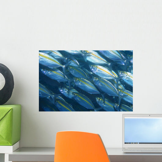 School Goldband Fusilier Fish Wall Decal