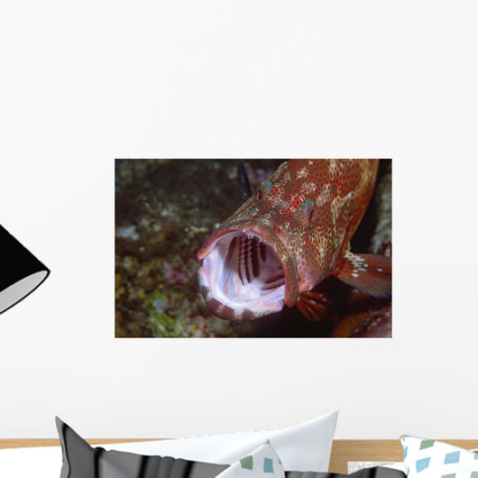 Tomato Grouper Cephalopholis Sonnerati Wall Decal Design 2