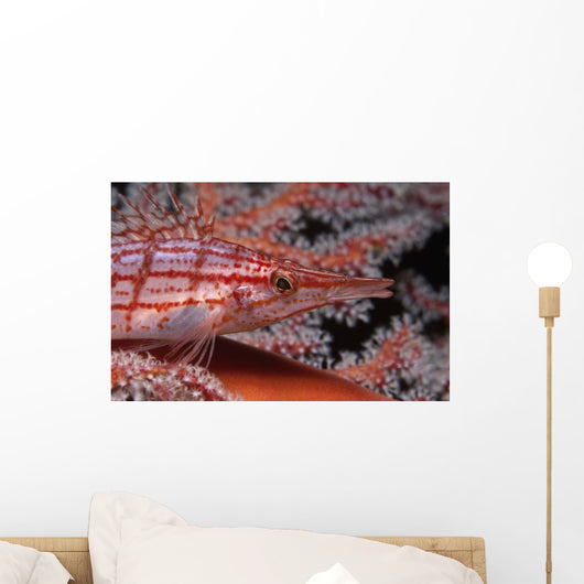 Longnose Hawkfish Oxycirrhites Typus Wall Decal Design 1