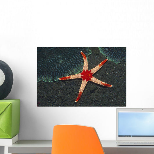 Necklace Starfish Fromia Monilis Wall Decal