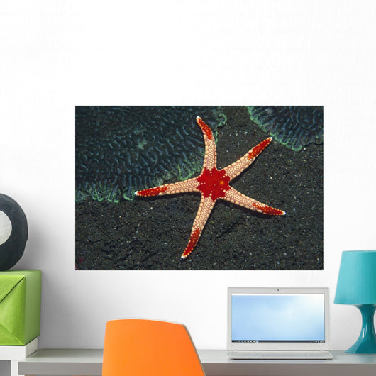 Necklace Starfish Fromia Monilis Wall Decal