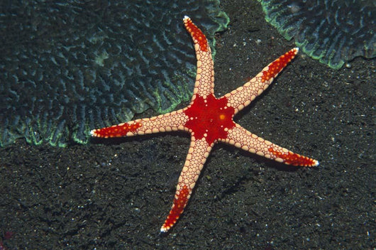 Necklace Starfish Fromia Monilis Wall Decal