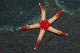 Necklace Starfish Fromia Monilis Wall Decal