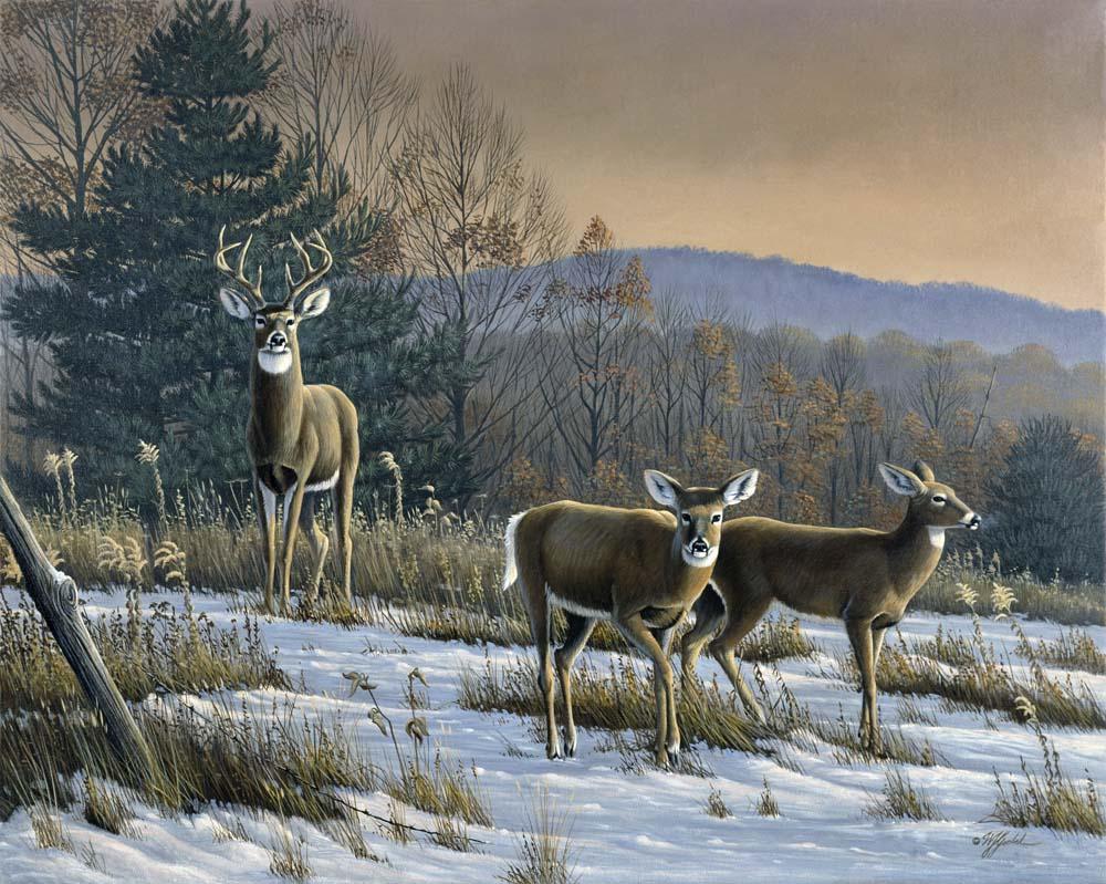 Prime Time Whitetail Deer Wall Mural Wallmonkeys