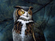 Portrait Pines Great Horned Wall Decal