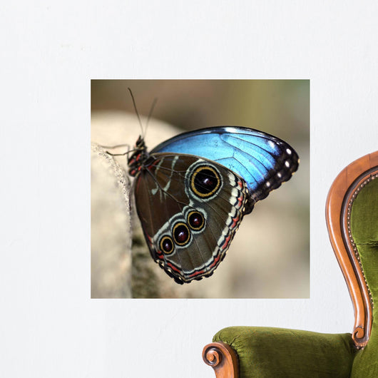 Blue Butterfly Color Wall Decal