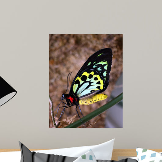 Bright Colors Butterfly Wall Decal