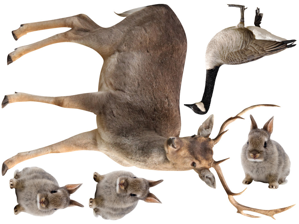 Realistic Forest Animals Wall Decal Sticker Set Wall Decal Wallmonkeys