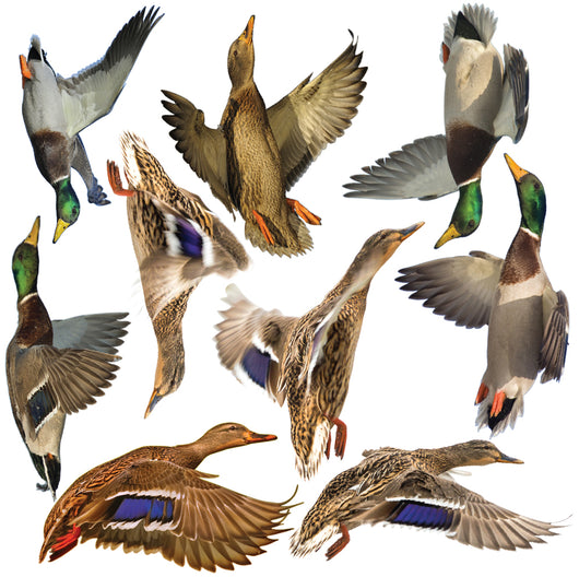Mallards Wall Decal Sticker Set Wall Decal