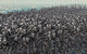 Hundreds Robots Running Wild Wall Decal