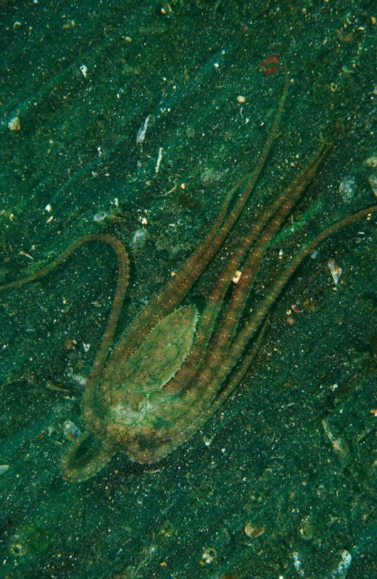 Octopus Fleeing Mimicking Flounder Wall Decal