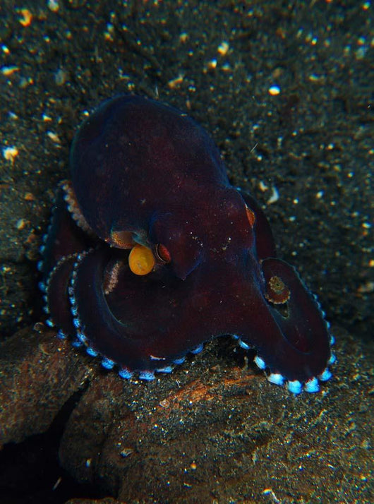 Darkly-colored Coconut Octopus North Wall Decal