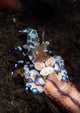 Harlequin Shrimp Eating Arm Wall Decal