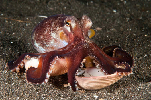 Coconut Octopus Carrying Clam Wall Decal